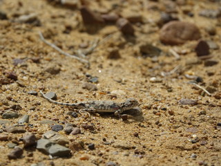 Ящерица в песке весной. Горы Казахстана.