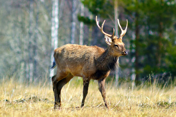 Naklejka na ściany i meble A deer (lat. Cervus elaphus) stands in a clearing and looks ahead. Spring.