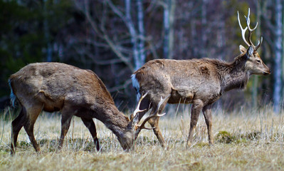 Two deer (lat. Cervus elaphus) in the meadow eat grass. Spring.