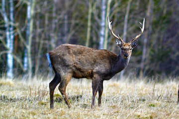 Олень (лат. Cervus elaphus) стоит на поляне и смотрит в объектив камеры. Весна.