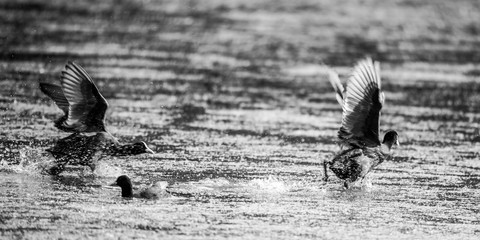 Blesshuhn beim Start