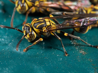 Macro Photo of Wasp on Turquoise Floor
