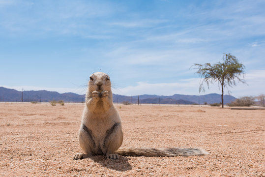 Ground Pangolin (Smutsia temminckii)