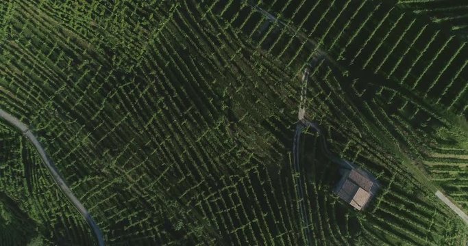 volo sui vigneti di prosecco in collina