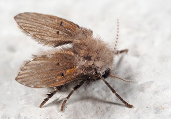 Macro Photo of Drain Fly on White Floor