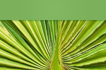 macro photo of a palm leaf, geometric texture background