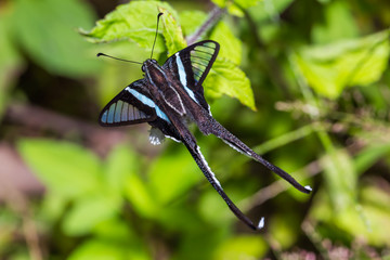 Green Dragontail (Lamproptera meges) butterfly