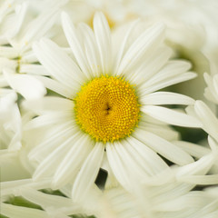 white spring daisy closeup