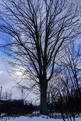 Beautiful landscape Winter scene of leafless trees with clear blue sky in Hokkaido Japan