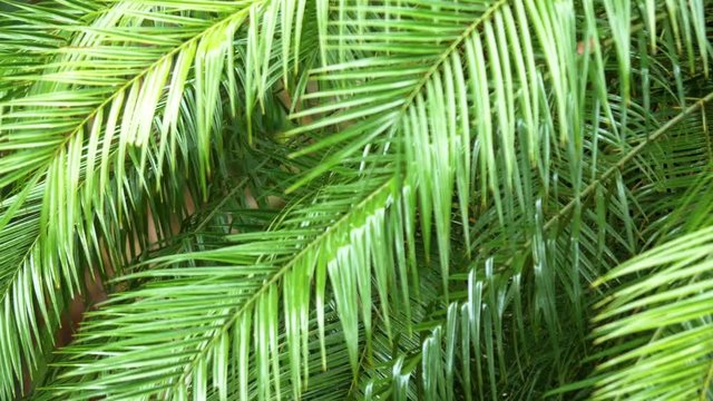 Green leaf of palm tree in falling rain.