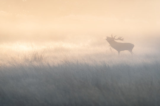 Red Deer (Cervus elaphus) bellowing in the fog in morning light