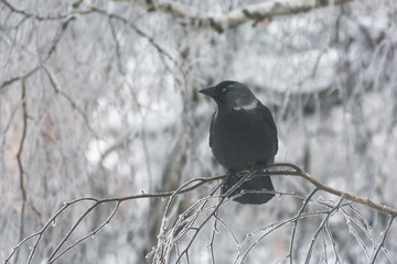 the jackdaw is sitting on a winter tree