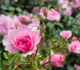 Rosa Rosenblüten und Knospen