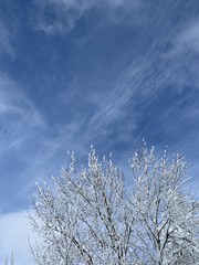 hoar-frost on tree branches in winter gainst blue sky with clouds