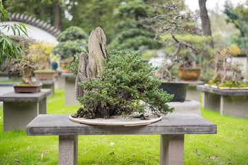 Bonsai tree on a table in BaiHuaTan public park, Chengdu, China