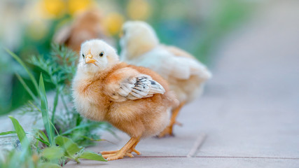 Beautiful and charming chickens in the yard