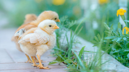 Beautiful and charming chickens in the yard