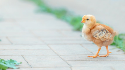 Beautiful and charming chickens in the yard
