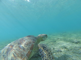 Obraz premium Tortue verte de Mayotte nage dans une eau translucide 