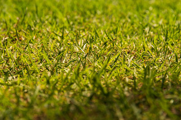 Close up shot of short grasses on outdoor green lawn.