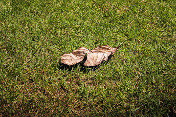Fototapeta premium Brown dry leaf on outdoor green lawn.