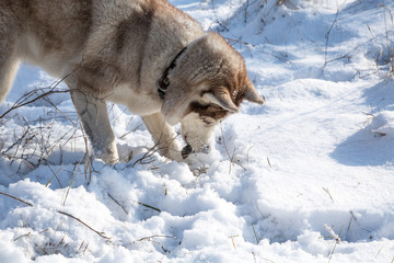 husky dog hunting and eating mouse in the snowy winter park