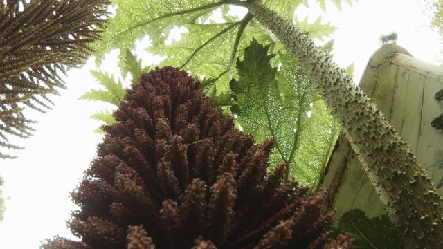 Prehistoric plants flowering, chilean plants with huge leaves. 4k