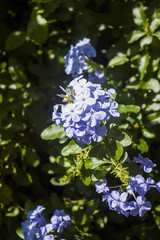  Beautiful and radiant flowers on a very sunny day in the city of Caracas