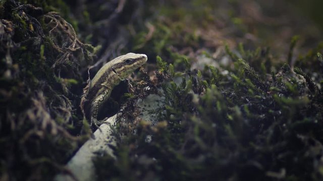 Common wall lizard in his hiding hole covered with moss and lichens, standing still and watching