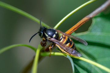 Fototapeta premium Close up of a orange and black wasp sitting among leaves