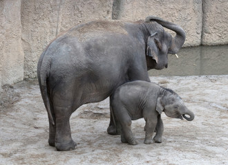 Naklejka premium Mother and baby elephant