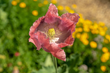 Top view of a large pink wild poppy flower in summer sunlight