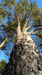 Tree in Sosnoviy Bor, Semey, Qazaqstan.