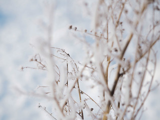 frost on a branch on a frosty day