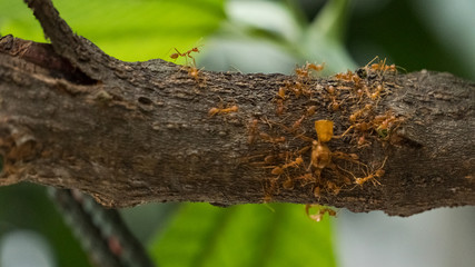 Red ants all on the wood