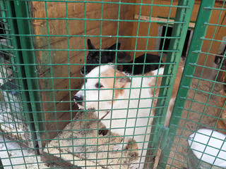 Dog in animal shelter, homeless dog in the cage