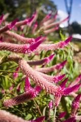  Beautiful and radiant flowers on a very sunny day in the city of Caracas