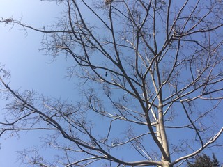 Below photos of tree branches