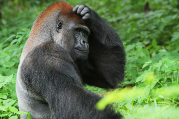 Think hard © Pitokung