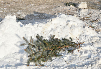 Pine tree branch in the snow