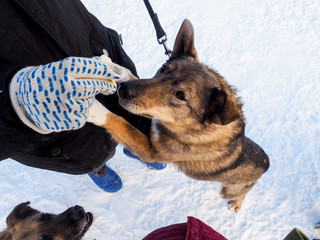 red-haired homeless dog, street dog, kind and faithful