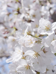 春の花　桜