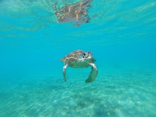 Obraz na płótnie Canvas Tortue verte de Mayotte nage dans une eau translucide 