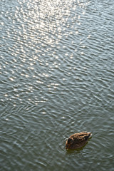 Wild duck swimming on the lake