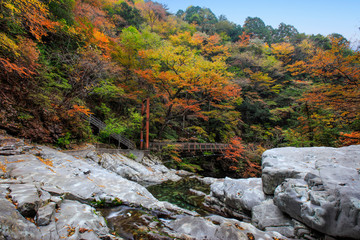 奈良県-天川村-みたらい渓谷-秋