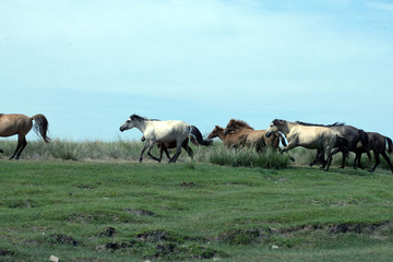  Mongolia horses