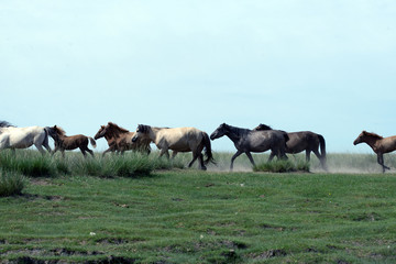 Mongolia horses