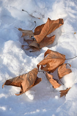Brown tree leaves in the snow