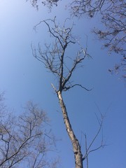 Below photos of tree branches