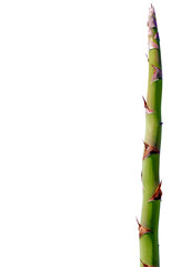 Fototapeta na wymiar hampe florale d'agave, fond blanc